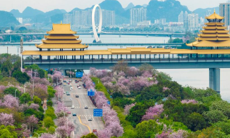 This aerial photo taken on April 5, 2023 shows cars running past Bauhinia blossoms in Liuzhou City, south China's Guangxi Zhuang Autonomous Region. (Photo by Li Hanchi/Xinhua)