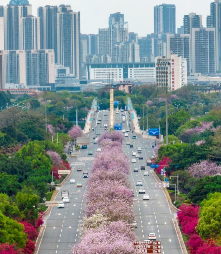 This aerial photo taken on April 5, 2023 shows cars running past Bauhinia blossoms in Liuzhou City, south China's Guangxi Zhuang Autonomous Region. (Photo by Li Hanchi/Xinhua)