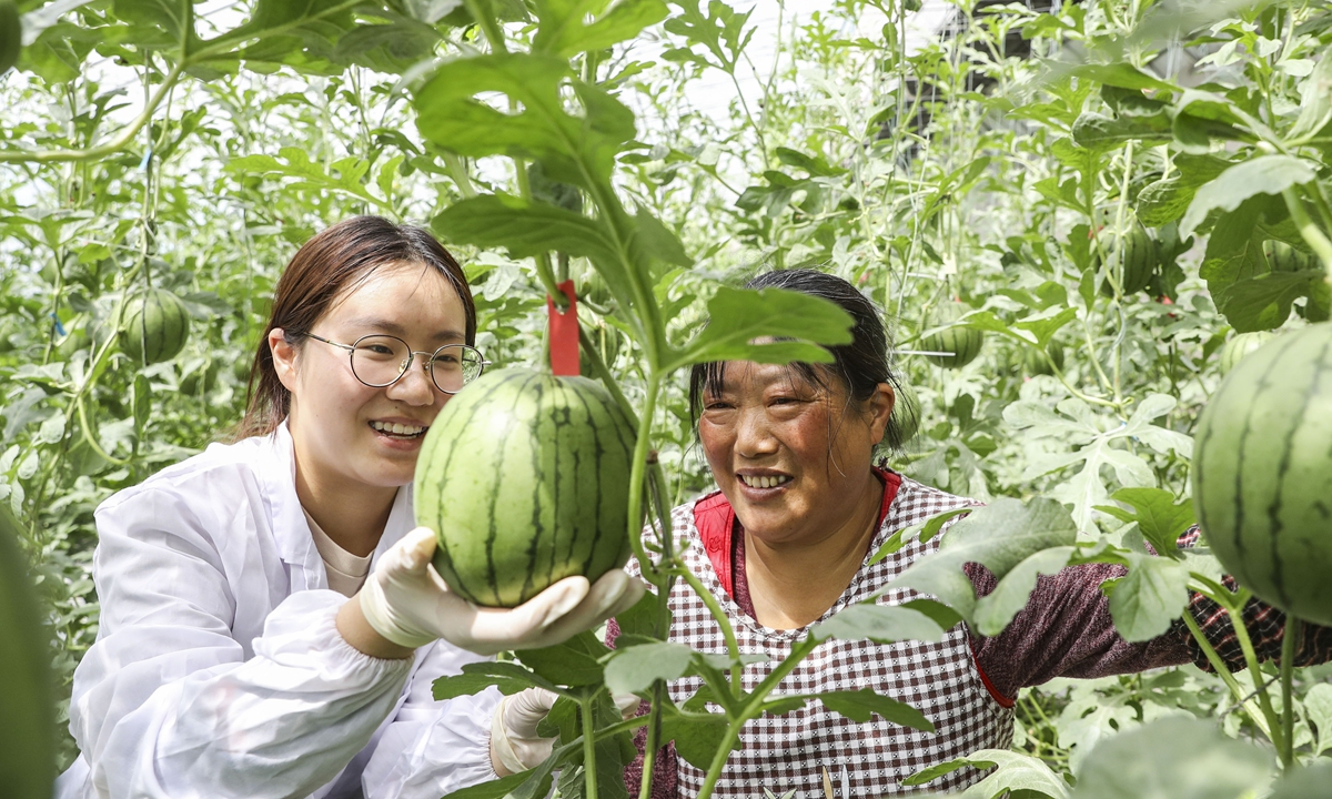A farmer and an agricultural scientist discuss farming techniques inside a greenhouse for watermelons in East China's Jiangsu Province on April 12, 2023. In 2022, the contribution of China's agricultural science and technology progress to agricultural growth was 62.4 percent, up from 2021's 61 percent. Photo: VCG