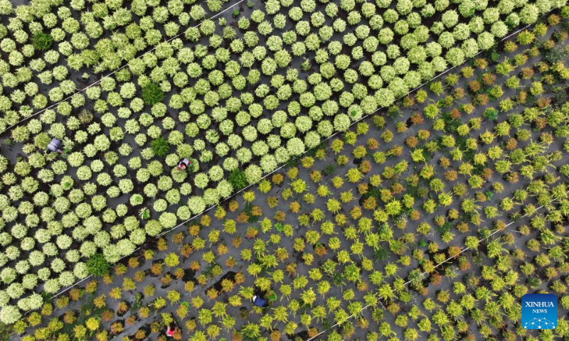 This aerial photo taken on May 13, 2023 shows villagers working in the flower base at Wenfeng Village of Jiuzhou Township, Huangping County, Qiandongnan Miao and Dong Autonomous Prefecture, southwest China's Guizhou Province. (Xinhua/Yang Ying)