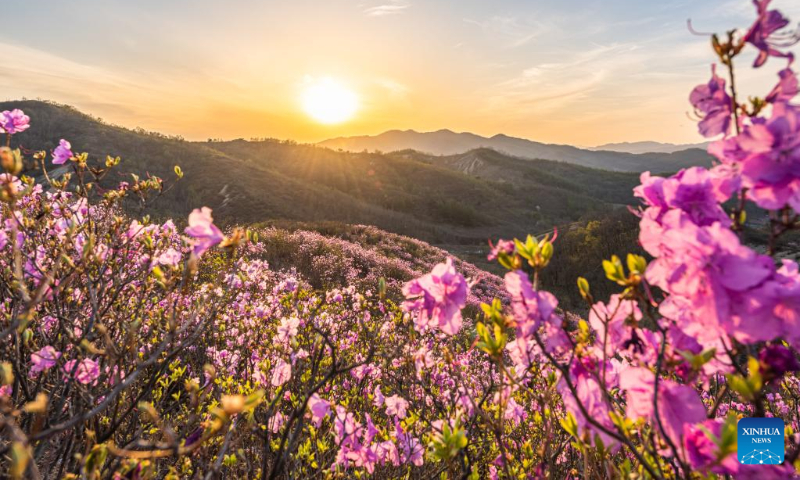 This photo taken on April 20, 2023 shows an azalea scenic spot in Huangling Village of Xiuyan Man Autonomous County, northeast China's Liaoning Province. (Xinhua/Yang Qing)