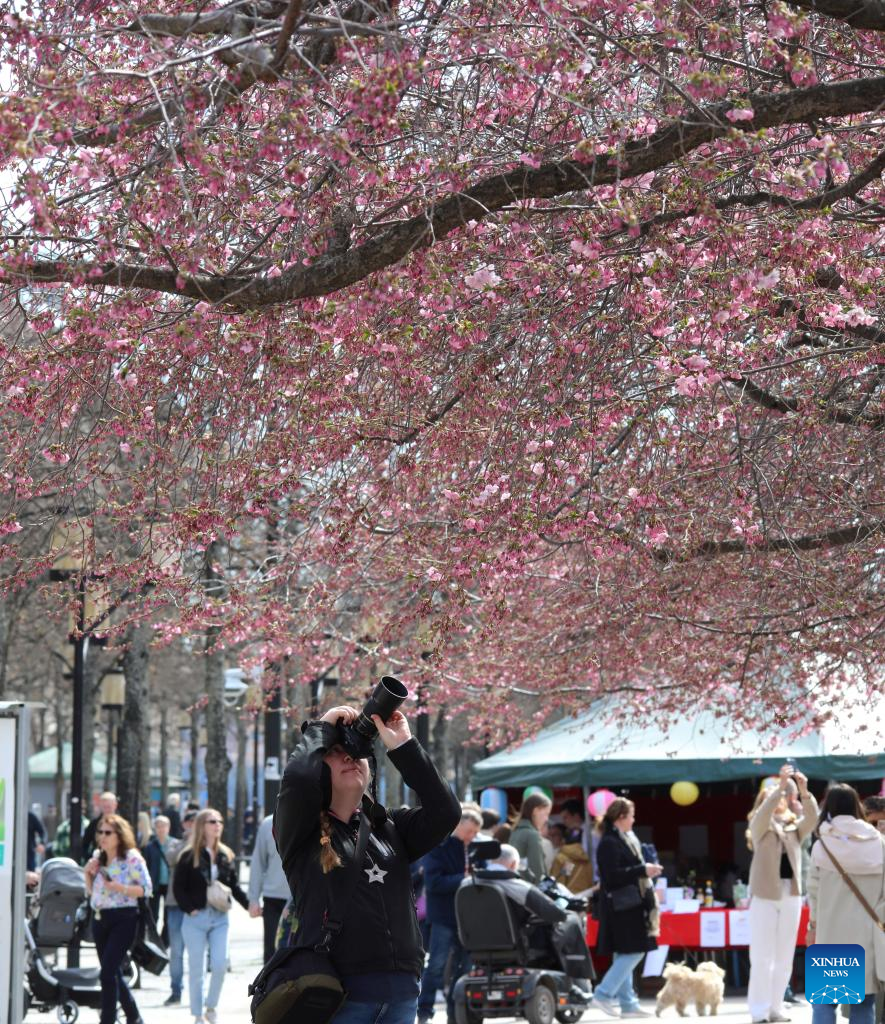 People take photos of cherry blossoms at the King's Garden in central Stockholm, Sweden, April 23, 2023. (Photo by Fang Ming/Xinhua)