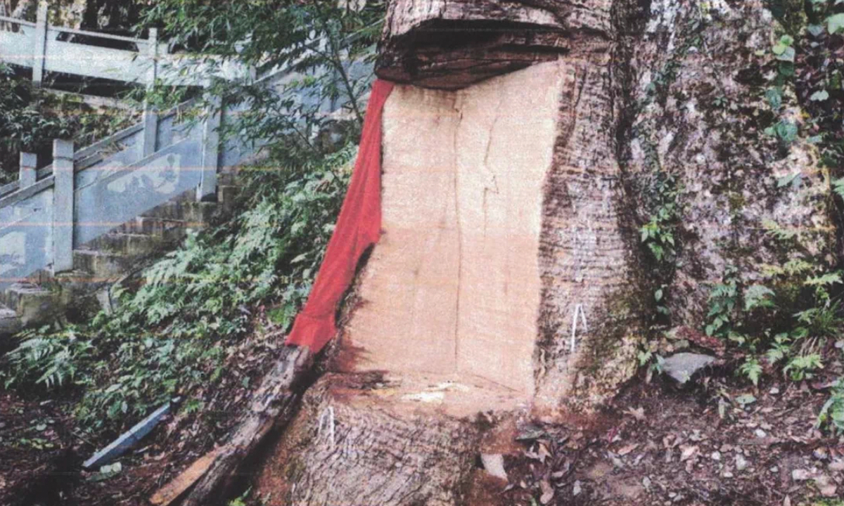 The 2,600-year-old “king” of ancient nanmu in Southwest China’s Guizhou Province is severely damaged. Photo: Sina Weibo