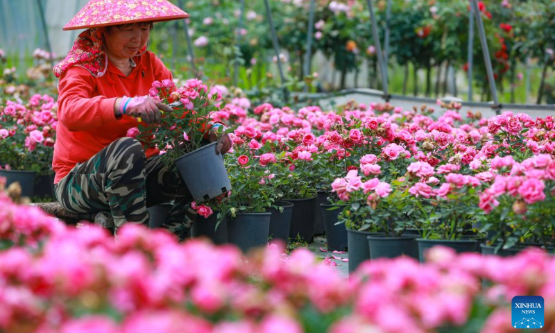 Farmers trim flowers at a flower base in Tingkou Village, Tianmushan Township of Lin'an District in Hangzhou, east China's Zhejiang Province, May 13, 2023. With flowers blooming in the early summer, the flower industry in China witnesses robust growth. (Photo by Hu Jianhuan/Xinhua)