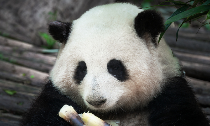 Giant panda Hua Hua Photo: VCG