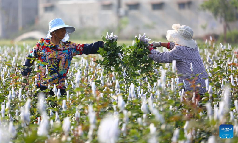 Farmers pick up roses at a flower cultivation base in Jiangtun Township of Tengzhou City, east China's Shandong Province, May 13, 2023. With flowers blooming in the early summer, the flower industry in China witnesses robust growth. (Photo by Li Zhijun/Xinhua)