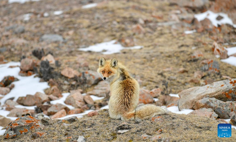 This photo taken on May 8, 2023 shows a fox near the Dushanzi-Kuqa Highway in northwest China's Xinjiang Uygur Autonomous Region. (Xinhua/Hu Huhu)