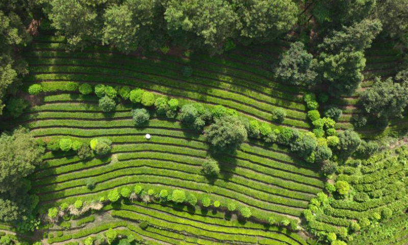 This aerial photo taken on April 15, 2023 shows villagers picking tea leaves at a tea garden of Tiankan Village in Kaiyang County, southwest China's Guizhou Province. (Xinhua/Yang Ying)