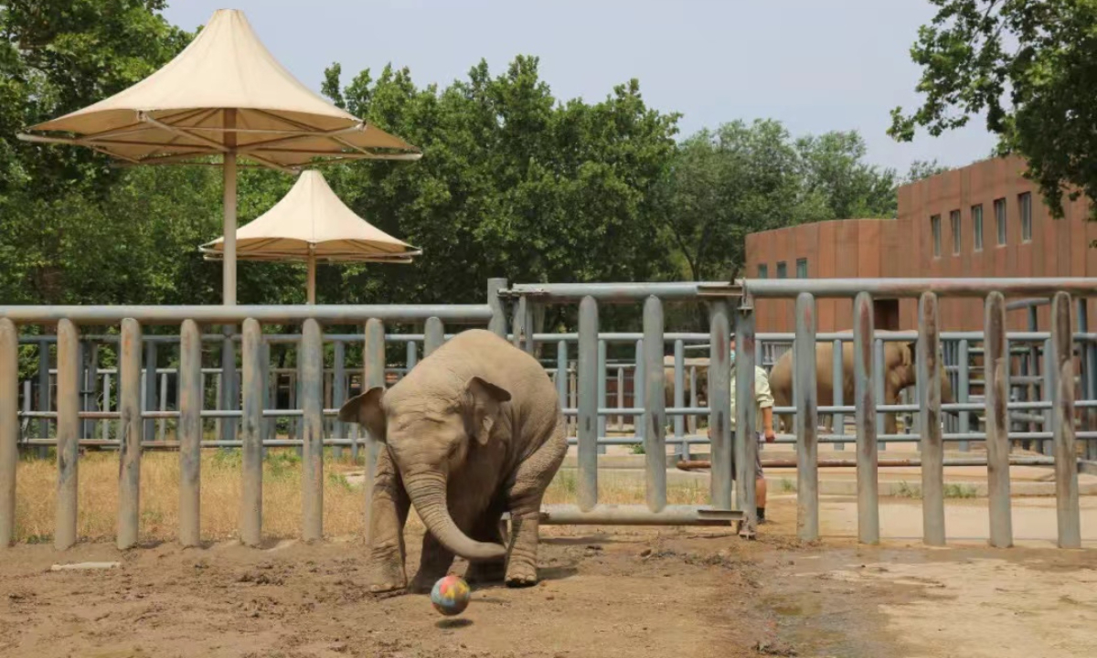 Asian elephant Ya Qi Photo: WeChat account of Jinan Zoo