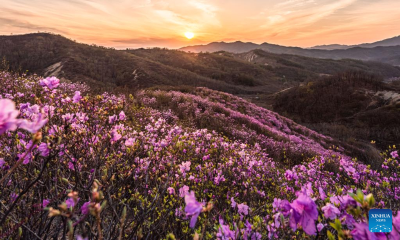 This photo taken on April 20, 2023 shows an azalea scenic spot in Huangling Village of Xiuyan Man Autonomous County, northeast China's Liaoning Province. (Xinhua/Yang Qing)