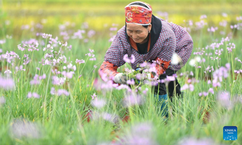 A villager works at a flower base in Wenfeng Village, Jiuzhou Township, Huangping County of Qiandongnan Miao and Dong Autonomous Prefecture, southwest China's Guizhou Province, May 13, 2023. With flowers blooming in the early summer, the flower industry in China witnesses robust growth. (Photo by Liang Wen/Xinhua)