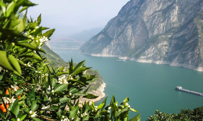Ships sail past a navel orange garden at Lianziyan Village, Quyuan Township in Zigui County, central China's Hubei Province, April 15, 2023. Zigui County is known for navel orange production. Late-maturing navel oranges have entered the harvest season in the county. (Xinhua/Wang Gang)