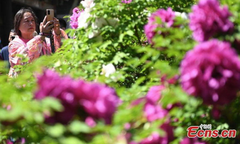 Visitors take photos of the blooming peonies at the Shengyang Imperial Palace in northeast China's Liaoning Province, May 7, 2020. (Photo: China News Service/Yu Haiyang)