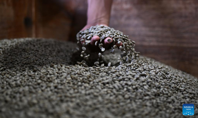 A worker checks green coffee beans in a coffee factory in Marcala, Honduras, on May 6, 2023. Honduras' natural conditions are ideal for coffee cultivation and it is one of the major coffee exporters in Central America. (Xinhua/Xin Yuewei)