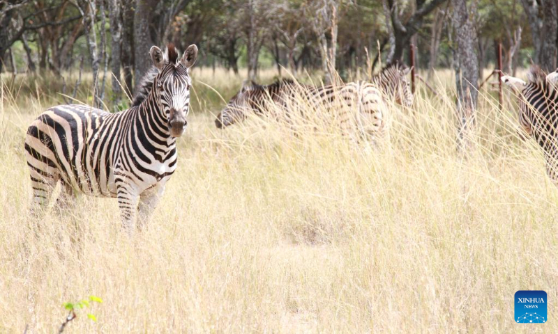Zebras are pictured at Mukuvisi Woodlands on the outskirts of Harare, Zimbabwe, April 22, 2023. (Xinhua/Zhang Baoping)