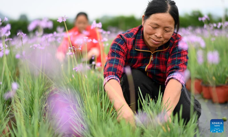 Villagers work in the flower base at Wenfeng Village of Jiuzhou Township, Huangping County, Qiandongnan Miao and Dong Autonomous Prefecture, southwest China's Guizhou Province, May 13, 2023. (Xinhua/Yang Ying)