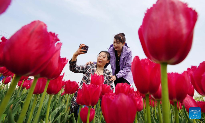 Tourists pose for photos at a tulip plantation in Donghuangtuo Town of Luannan County in north China's Hebei Province, May 3, 2023. China has witnessed a travel boom during this year's five-day May Day holiday. (Xinhua/Yang Shiyao)