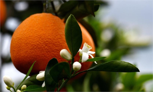Navel oranges mature in Zigui County, C China - Global Times