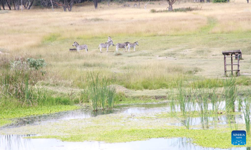 Zebras are pictured at Mukuvisi Woodlands on the outskirts of Harare, Zimbabwe, April 22, 2023. (Xinhua/Zhang Baoping)