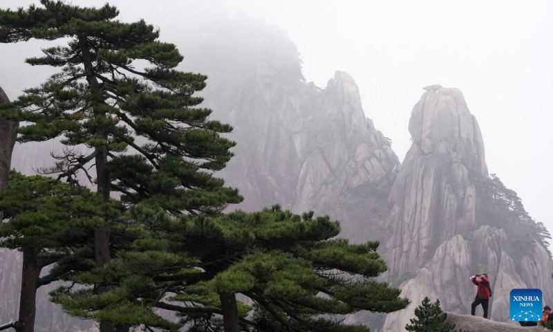 A tourist takes photos of pine trees on Huangshan Mountain in east China's Anhui Province, April 11, 2023. (Xinhua/Ma Ning)