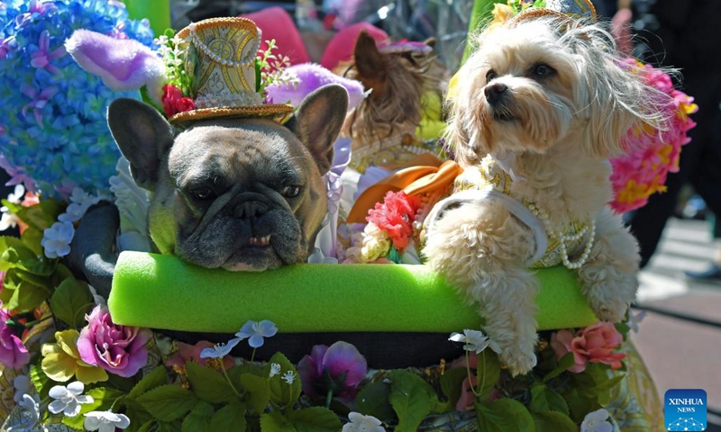 Dogs in creative outfits are pictured during the Easter Bonnet Parade in New York, the United States, on April 9, 2023. The annual Easter Bonnet Parade took place on the Fifth Avenue of Manhattan near St. Patrick's Cathedral on Sunday.(Photo: Xinhua)