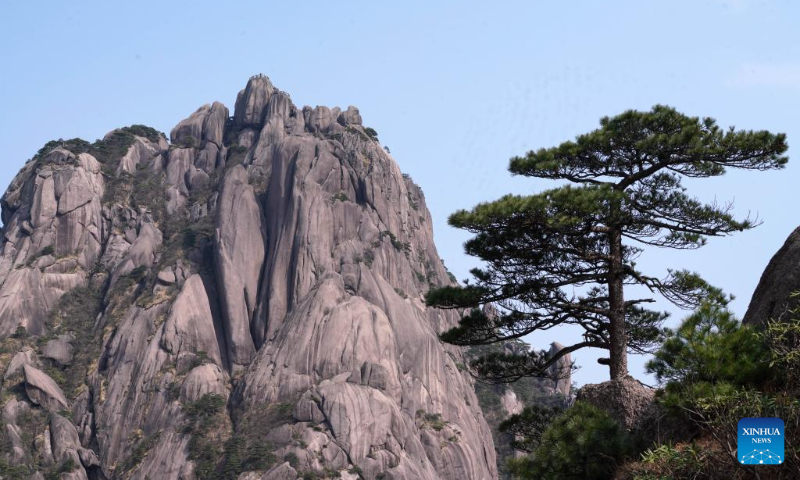 This photo taken on April 10, 2023 shows the Lianhua Peak and a pine tree on Huangshan Mountain in east China's Anhui Province. (Xinhua/Ma Ning)