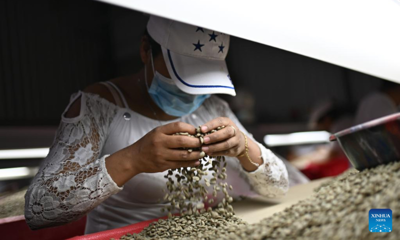 A worker sorts green coffee beans to different grades in a coffee factory in Marcala, Honduras, on May 6, 2023. Honduras' natural conditions are ideal for coffee cultivation and it is one of the major coffee exporters in Central America. (Xinhua/Xin Yuewei)