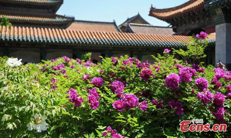Peonies are in full bloom, adding charm to the Shengyang Imperial Palace in northeast China's Liaoning Province, May 7, 2020. (Photo: China News Service/Yu Haiyang)