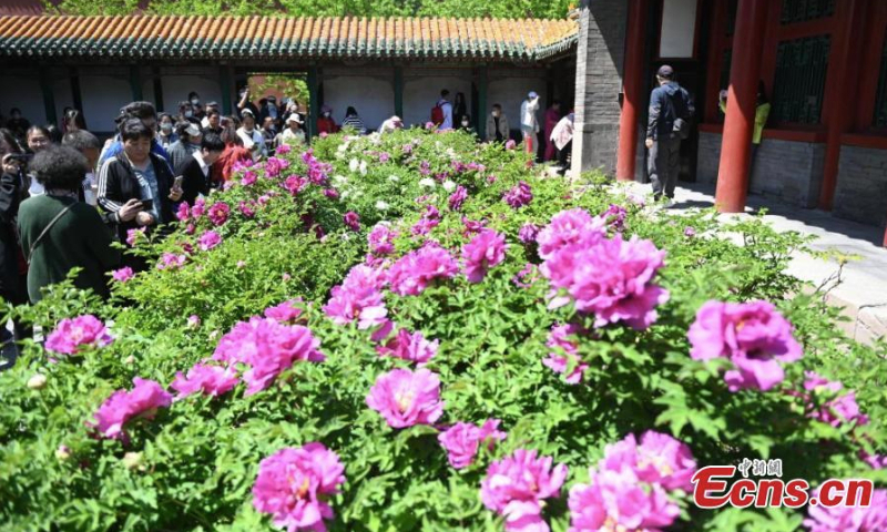 Visitors take photos of the blooming peonies at the Shengyang Imperial Palace in northeast China's Liaoning Province, May 7, 2020. (Photo: China News Service/Yu Haiyang)