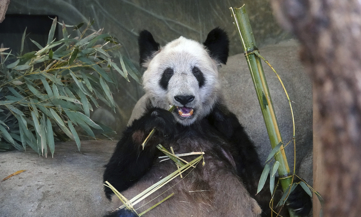 Ya Ya, a giant panda at the Memphis Zoo, eats bamboo in Memphis, Tennessee, US, April 8, 2023. Photo:VCG