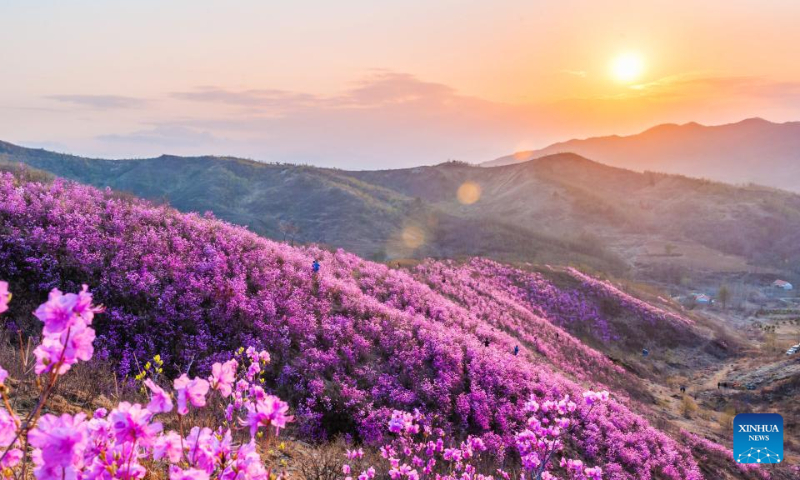 This photo taken on April 20, 2023 shows an azalea scenic spot in Huangling Village of Xiuyan Man Autonomous County, northeast China's Liaoning Province. (Xinhua/Yang Qing)