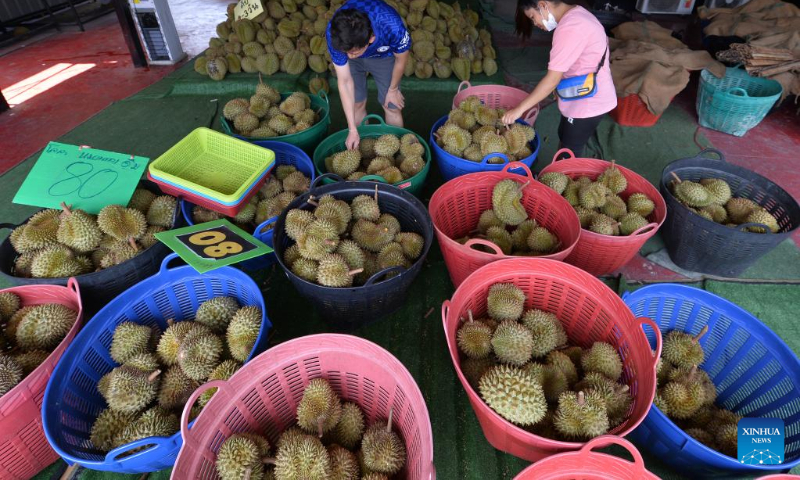 Workers pile durians in Bangkok, Thailand, April 23, 2023. Local durian farmers welcome a bumper harvest in Thailand. (Xinhua/Rachen Sageamsak)