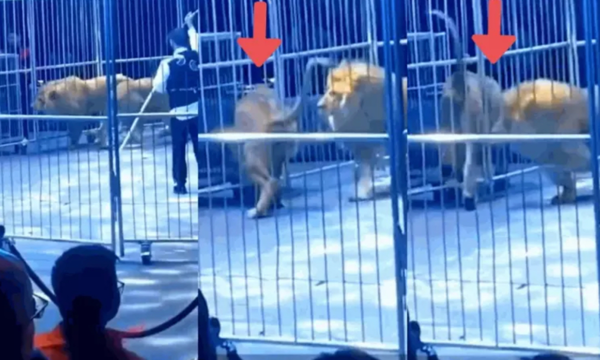 Photo: Screenshot from website