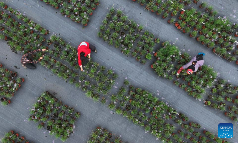This aerial photo taken on May 13, 2023 shows villagers working in the flower base at Wenfeng Village of Jiuzhou Township, Huangping County, Qiandongnan Miao and Dong Autonomous Prefecture, southwest China's Guizhou Province. (Xinhua/Yang Ying)