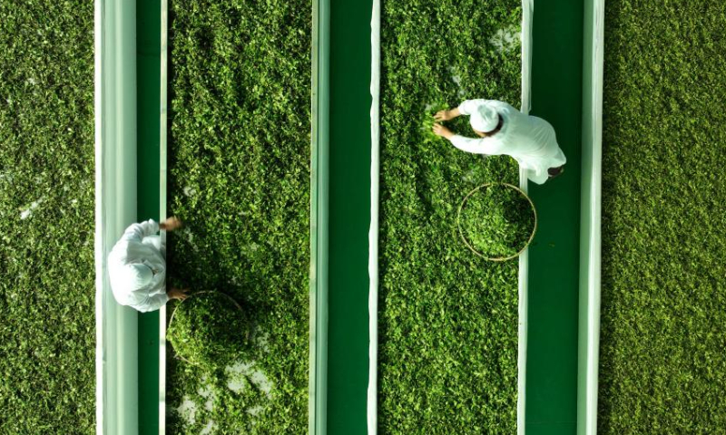 This aerial photo taken on April 15, 2023 shows a tea garden in Tiankan Village of Kaiyang County, southwest China's Guizhou Province. (Xinhua/Yang Ying)