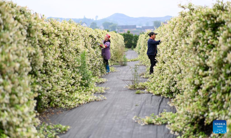 Villagers work in the flower base at Wenfeng Village of Jiuzhou Township, Huangping County, Qiandongnan Miao and Dong Autonomous Prefecture, southwest China's Guizhou Province, May 13, 2023. (Xinhua/Yang Ying)