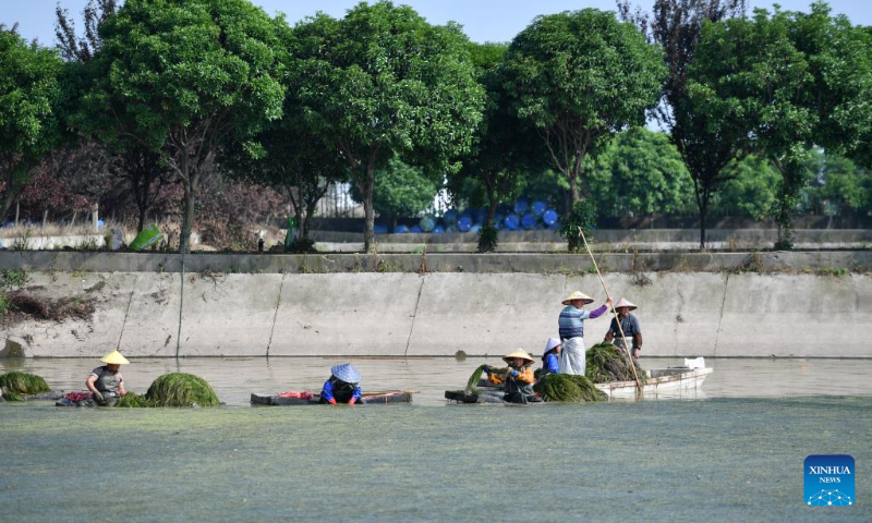 Workers collect aquatic plants at Datong Lake aquatic plants industrial demonstration park in Yiyang, central China's Hunan Province, April 20, 2023. Datong Lake, covering an area of 124,000 mu (about 8,266 hectares), was once heavily polluted due to disorderly aquaculture development. (Xinhua/Chen Zhenhai)