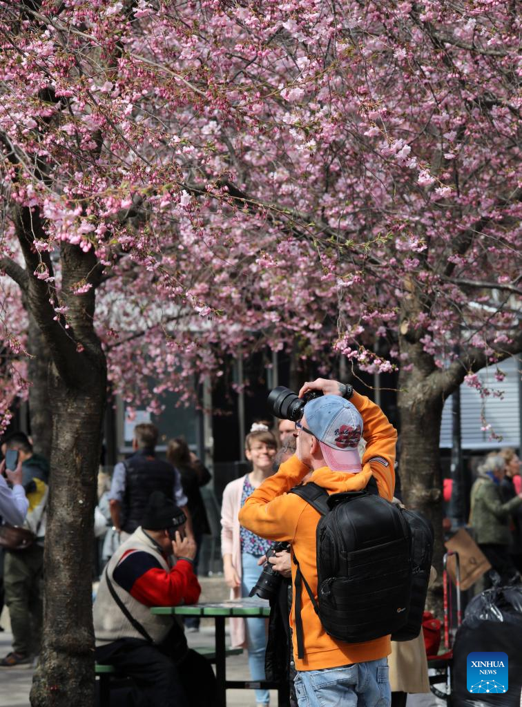 People take photos of cherry blossoms at the King's Garden in central Stockholm, Sweden, April 23, 2023. (Photo by Fang Ming/Xinhua)