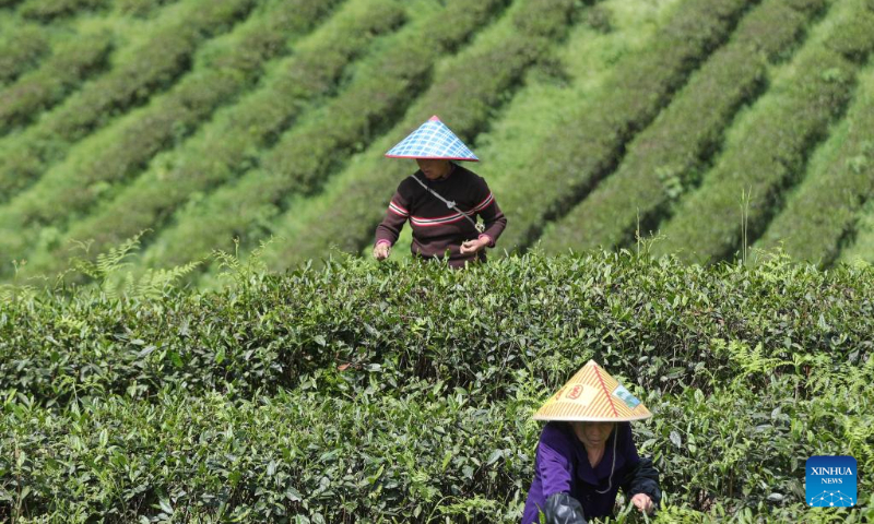 Villagers pick tea leaves at a tea garden of Dongguan Village in Kaiyang County, southwest China's Guizhou Province, April 15, 2023. (Photo by Yuan Fuhong/Xinhua)