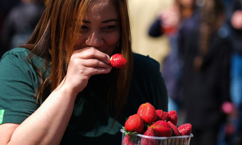 A woman eats fresh strawberries in Mgarr, Malta, on April 16, 2023. Malta on Sunday held its annual strawberry festival in Mgarr, a picturesque agricultural village in north Malta. (Photo by Jonathan Borg/Xinhua)