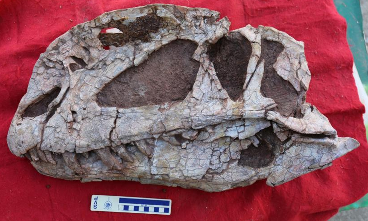 Photo: Courtesy of the Lufeng Dinosaur Fossil Protection and Research Center
