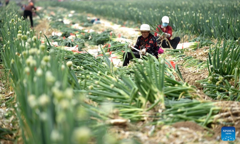 Farmers harvest green Chinese onion in Chenglang Village of Luancheng District, Shijiazhuang, north China's Hebei Province, April 17, 2023. Farmers across China are busy with agricultural production in spring.(Photo: Xinhua)