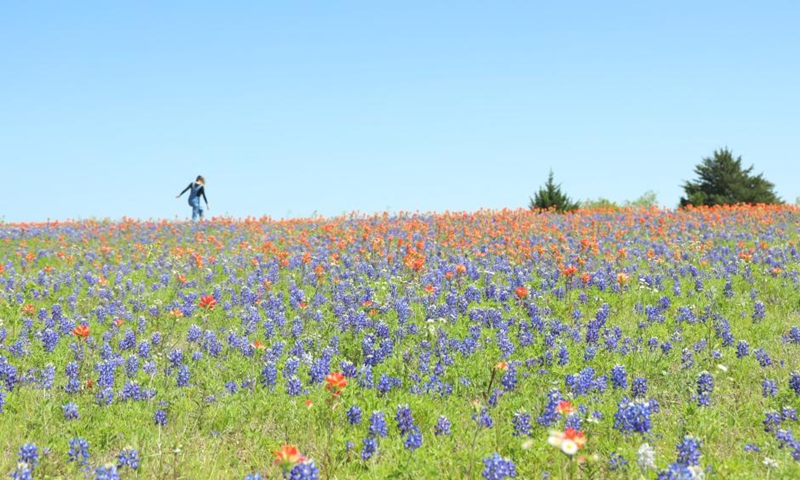 A woman walks at a wildflower meadow near Ennis, Texas, the United States, April 16, 2023. The 71st Annual Ennis Bluebonnet Trails Festival was held here from April 14 to 16(Photo: Xinhua)