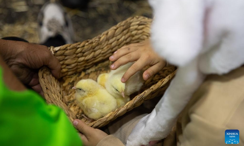 A child pets chicks at the Sydney Royal Easter Show in Sydney, Australia, on April 12, 2023. While Easter is often associated with hopping bunnies and chocolate eggs, an annual gala held in Sydney has added an Aussie twist to the annual holiday, combining rural traditions with modern-day entertainment.(Photo: Xinhua)