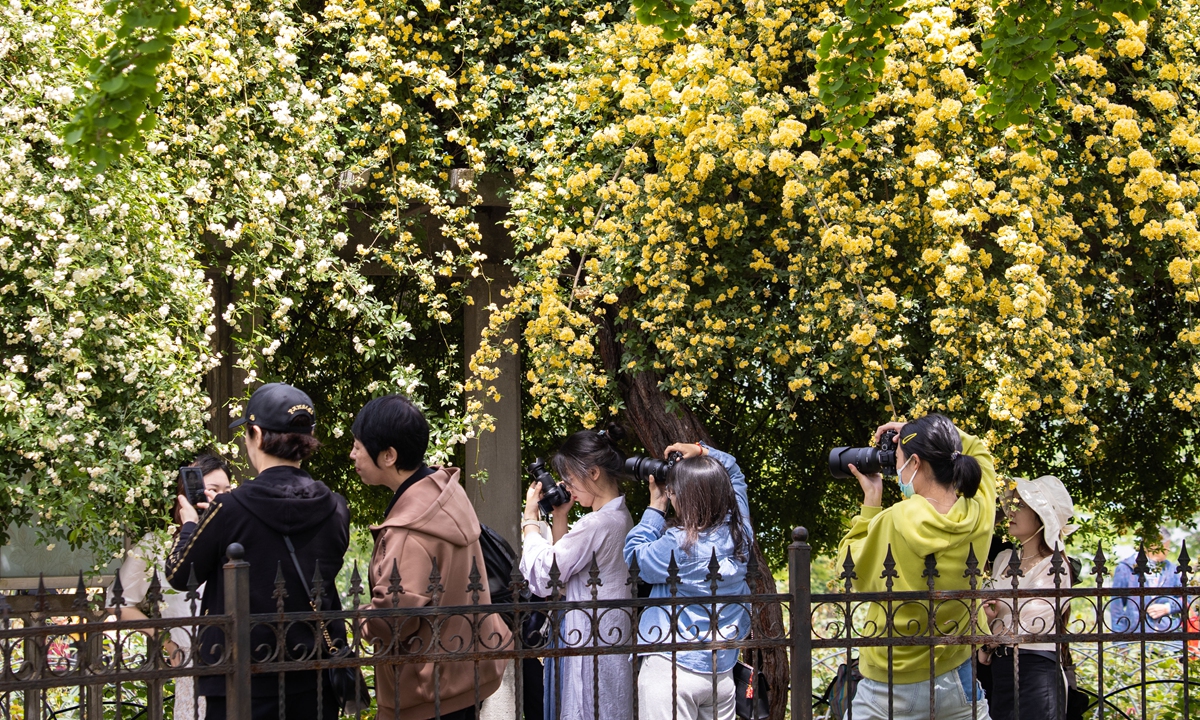 Many tourists come to Nanjing Xuanwu Lake Park, East China's Jiangsu Province, to enjoy the beautiful flowers cascading down from high places on April 15, 2023.Photo: IC
