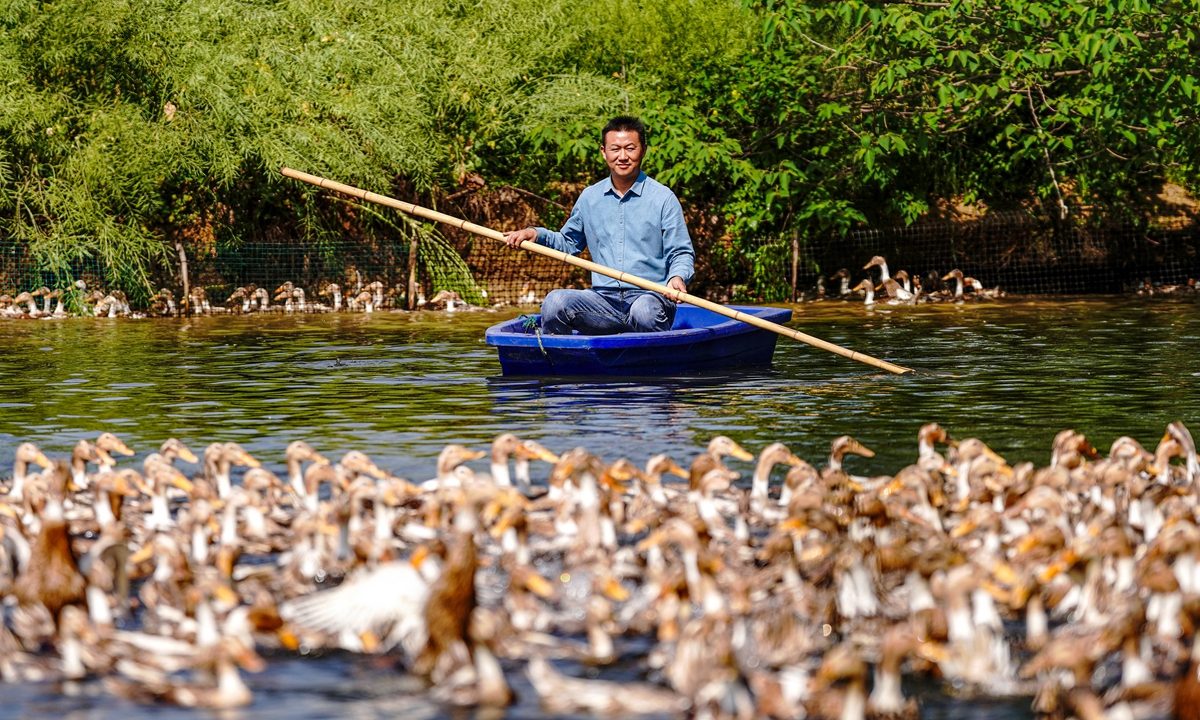A duck farmer pedals a canoe through a pond used to raise ducks in Hefei, East China's Anhui Province on April 17, 2023. Lujiang county has developed a poultry industry with annual duck egg output of 30,000 tons valued at 250 million yuan ($36.4 million), according to media reports. Photo: cnsphoto
