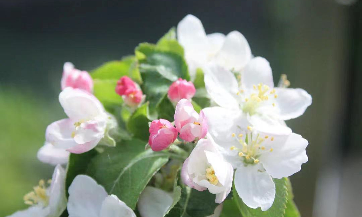 A Newton's apple tree blossoms outdoors at the Shanghai Chenshan Botanical Garden Photo: Courtesy of the Shanghai Chenshan Botanical Garden 