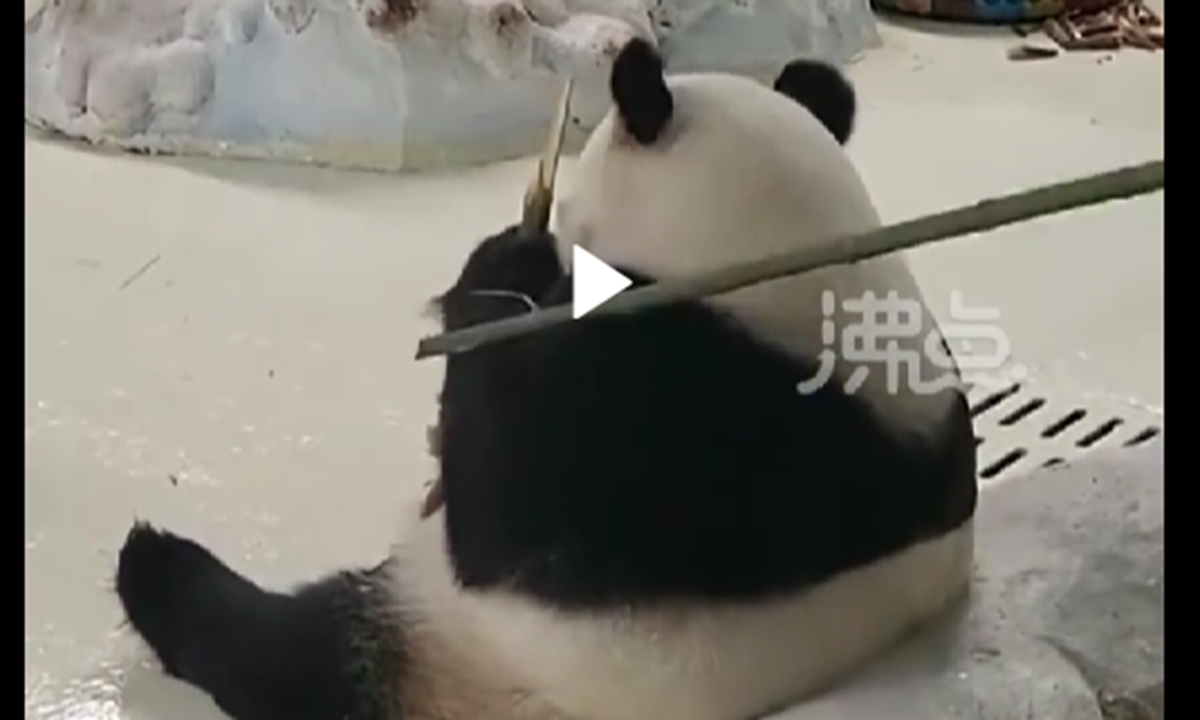 A breeder tapped the panda Nuan Nuan on the back to hurry it back to the nest in Nanjing Ziqing Lake Wildlife World. Photo: snapshot from a video clip released on Weibo.