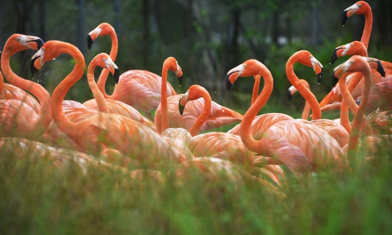 This photo taken on April 21, 2023 shows a flock of flamingos during a media tour at Bird Paradise in Singapore. Bird Paradise is a new aviary attraction set to open on May 8, 2023(Photo: Xinhua)