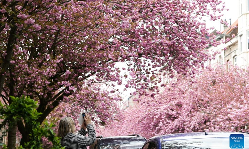 A woman takes a photo under cherry blossoms on a street in Brussels, Belgium, April 18, 2023.(Photo: Xinhua)